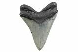 Serrated, Fossil Megalodon Tooth - North Carolina #378048-2